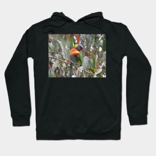 Rainbow Lorikeet in Norton Summit Hoodie